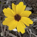 کورئوپسیس گلادیاتا